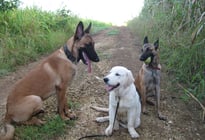 éduquer son chien