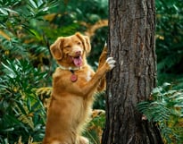 dogAdvisor | dogadvisor | dog advisor | dogAdvisor.dog