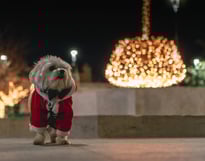 dogAdvisor | dogadvisor | dog advisor | dogAdvisor.dog