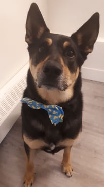 Eddie, a german shepherd mix, who is a very good boy.