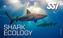 a shark shark in the ocean with the words shark shark