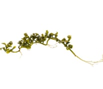 Caulerpa serrulata