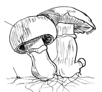 Champignon de Paris