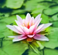 Fleur de nénuphar évoque le calme la méditation