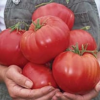 Beefsteak Tomato