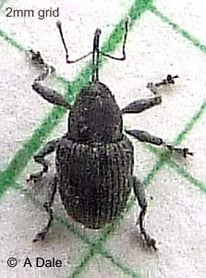 Willow gall weevil