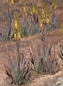 Aloe vera
