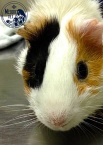 cavia porcellus, cavia