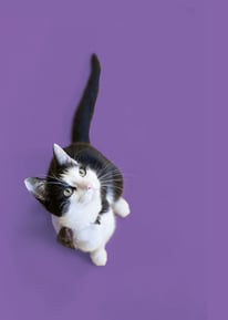 Gato fundo roxo