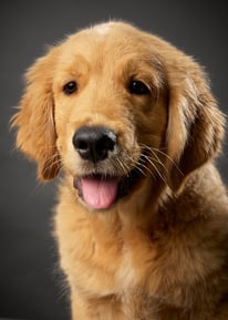 chiot golden retriever élevage du respechas qui pose