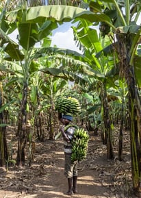 a man carrying a bunch of Matooke