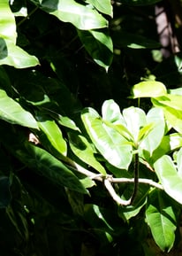 a bird perched on a tree branch in a tree