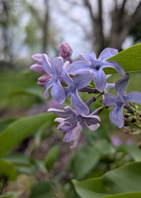 lilac bloom