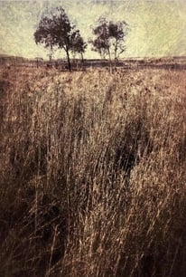 “Quintessence” – A tranquil fine art photography print by Martin Osner featuring two distant trees above golden grass
