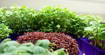 a picture of Early Greens microgreens nursery  produce