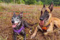 obéissance chien Guadeloupe