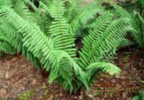 Fougère terrestre - Dryopteris