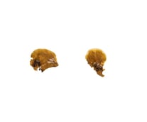 Lobophora sp.