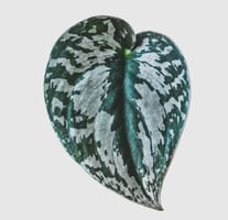 Scindapsus Silver Queen