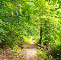Image d'un sous bois avec un chemin