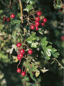 Crataegus monogyna - Aubépine monogyne