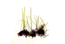Chaetomorpha coliformis