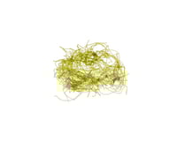 Chaetomorpha sp.