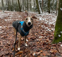 Red Brindle Whippet