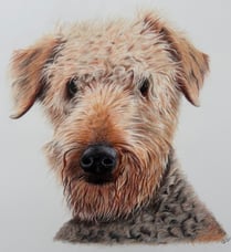 Realistic coloured pencil drawing of an airedale terrier