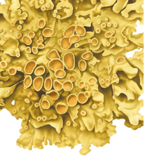 Lichen