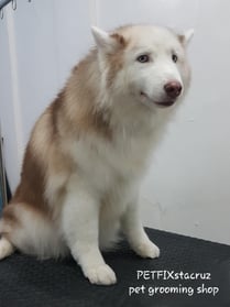 a dog sitting on a table with a hair dryer