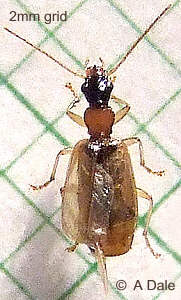 Demetrias articapillus