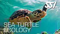 a turtle turtle turtle turtle turtle turtle turtle turtle turtle turtle turtle turtle turtle turtle turtle