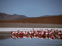 a flock of flamingos are standing in a line