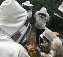 Formation La Miélodie d'Abeilles