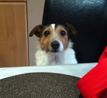 Jack Russell