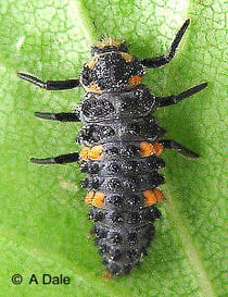 7 Spot Ladybird larva