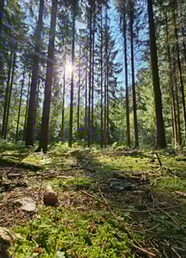 Laura Niepold im Rabensteiner Wald