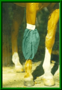 horse socks