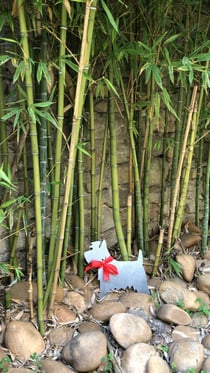 Westie, notre mascotte