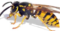 aggressive wasps rest on surfaces looking for food resources