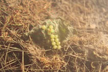 fotografia de una hoja con huevos de insecto