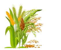 Millets export