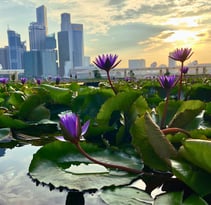 Singapore skyline with lotus flowers - symbolizing mindfulness and leadership