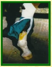 equine socks