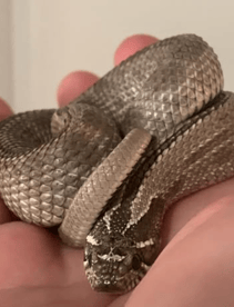 axanthic Western Hognose