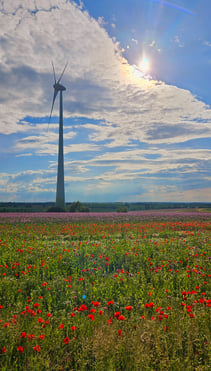 Laura Niepold Feld in Penig Niedersteinbach
