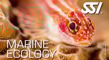 a fish fish in a coral reef with the words marine life magazine