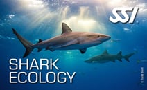 a shark shark in the ocean with the words shark shark