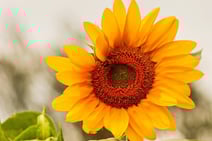 a sunflower with a bee on it